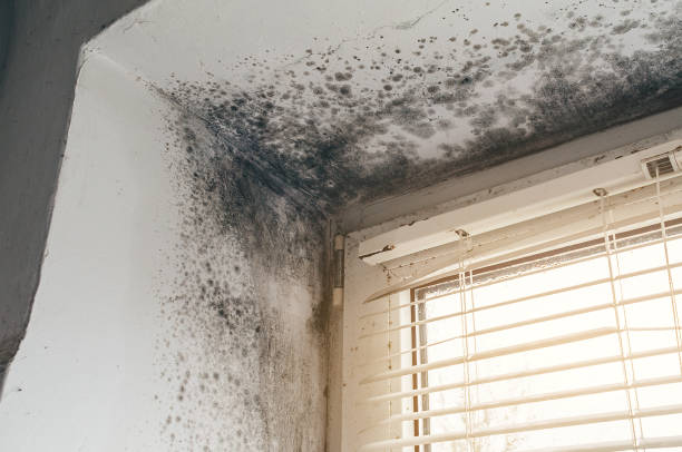 Affordable Mold Removal solutions in Harrisburg, OR